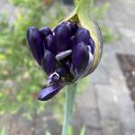 Agapanthus Blue Moon - 