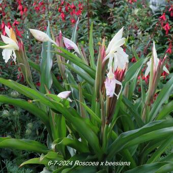 Roscoea x beesiana