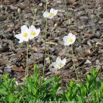 Anemone sylvestris