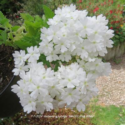 Verbena x hybrida 'MAGELANA White' - 