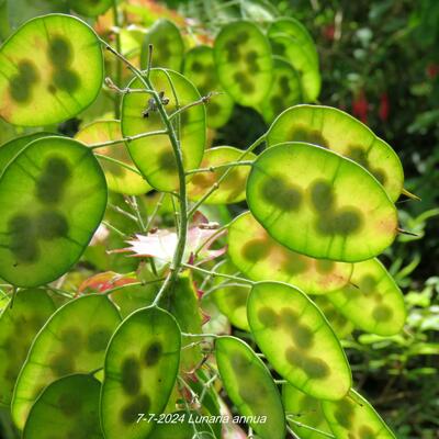 Lunaria annua