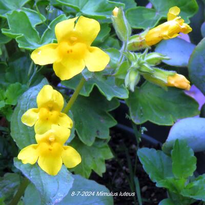 MIMULE JAUNE, - Mimulus luteus