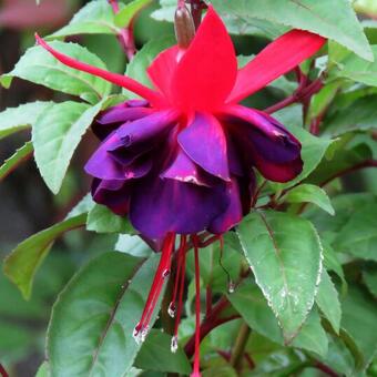 Fuchsia 'Maori Maid'