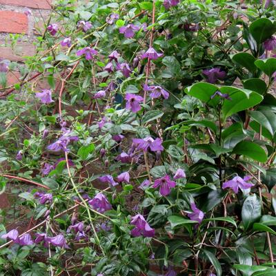 Clematis viticella - 