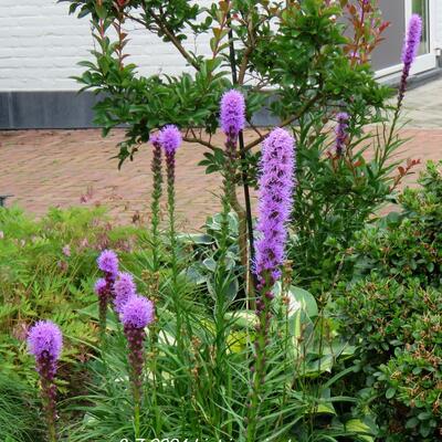 Liatris spicata - Prachtscharte - Liatris spicata