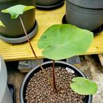 Colocasia 'Bikini-tini' - 