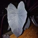 Colocasia esculenta 'Black Magic' - 