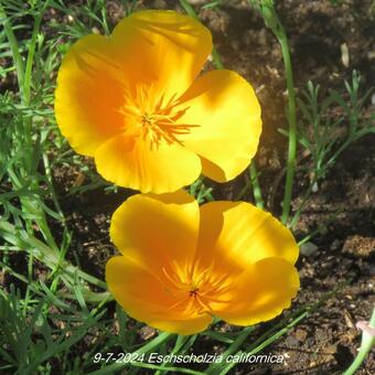 Eschscholzia californica