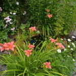 Hemerocallis fulva  - 