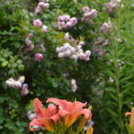 Hemerocallis fulva  - Gelbrote Taglilie