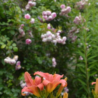 Hemerocallis fulva