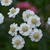 Achillea ptarmica