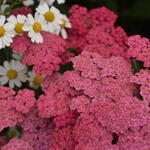 Achillea millefolium 'Cerise Queen' - 