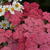 Achillea millefolium 'Cerise Queen'