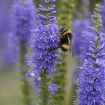 Veronica spicata 'Sunny Border Blue'