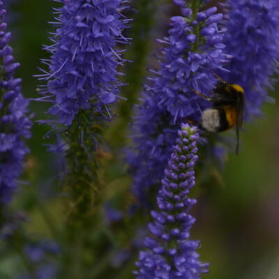 Veronica spicata 'Sunny Border Blue' - Veronica spicata 'Sunny Border Blue'