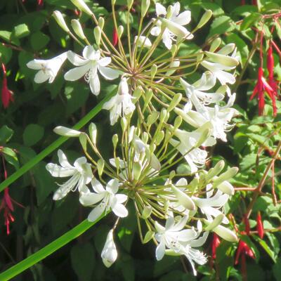 Agapanthus 'Polar Ice' - Agapanthus 'Polar Ice'