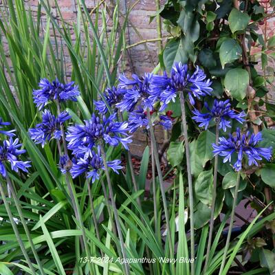 Agapanthus  'Navy Blue' - Agapanthus  'Navy Blue'