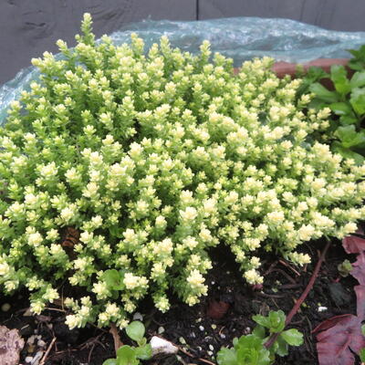 Sedum acre 'Elegans' - ORPIN BRÛLANT 'ELEGANS', POIVRE DES MURAILLES, ORPIN JAUNE - Sedum acre 'Elegans'