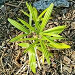 Trachycarpus Takil - 