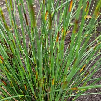 Elegia tectorum 'Fish Hoek'