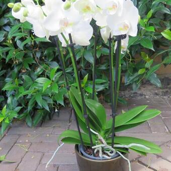 Phalaenopsis