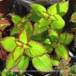 Plectranthus scutellarioides STAINED GLASSWORKS 'Velvet' - 