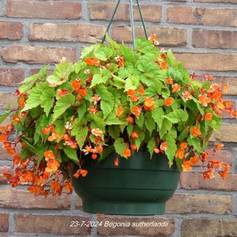 Begonia sutherlandii