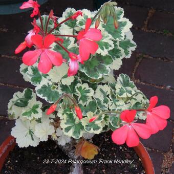 Pelargonium 'Frank Headley'