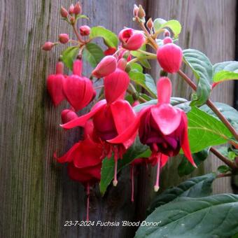 Fuchsia 'Blood Donor'