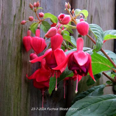 Fuchsia 'Blood Donor' - 