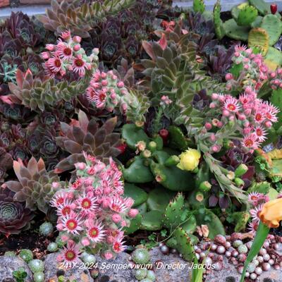 Sempervivum 'Director Jacobs' - 