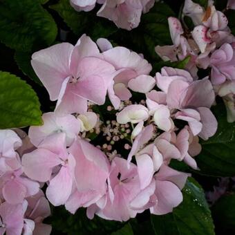 Hydrangea macrophylla 'Messalina'