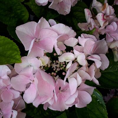 Hydrangea macrophylla 'Messalina' - 