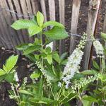 Clethra alnifolia 'Ruby Spice' - 