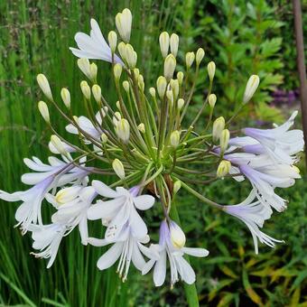 Agapanthus 'Queen Mum'