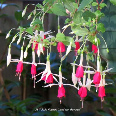 Fuchsia 'Land van Beveren' - 