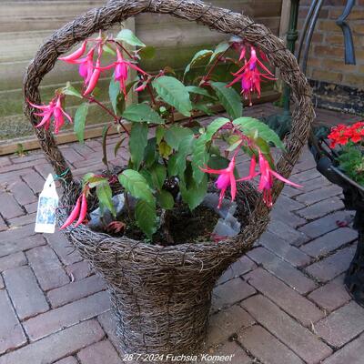 Fuchsia 'Komeet' - 