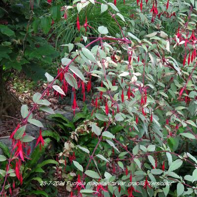 Fuchsia magellanica var. gracilis 'Versicolor'  - 