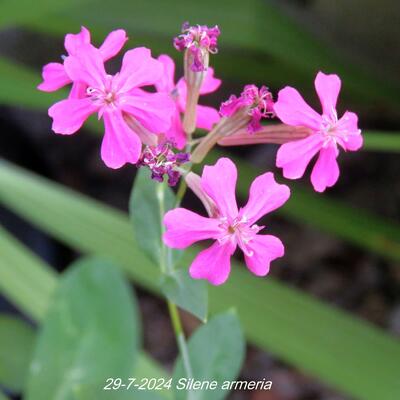 Silene armeria - 