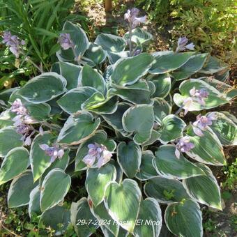 Hosta 'El Nino'