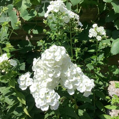 Phlox 'SWEET SUMMER Snow' - 