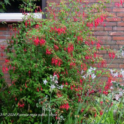 Fuchsia regia subsp. regia - Fuchsia regia subsp. regia