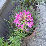 Cleome hassleriana 'Rose Queen' - 