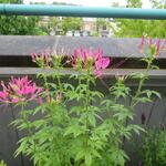 Cleome hassleriana 'Rose Queen' - 