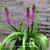 Eucomis comosa 'Sparkling Burgundy'