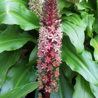 Eucomis humilis 'Twinkle Stars'