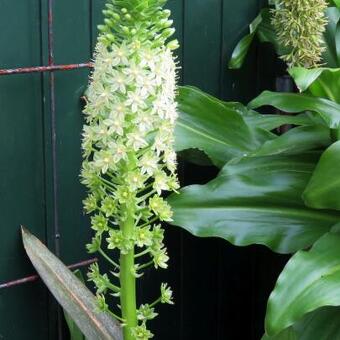 Eucomis pole-evansii