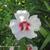 Hibiscus syriacus ’Red heart’