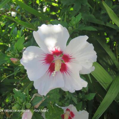 Hibiscus syriacus ’Red heart’ - Hibiscus syriacus ’Red heart’